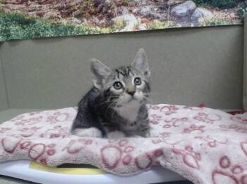 A551966 -  Domestic Short Hair Cat for Adoption in Moreno Valley, California - A551966 | PetCurious