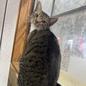 Domestic Short Hair Cats Available for Adoption in New York, New York - Nala | PetCurious