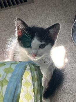 Domestic Short Hair Cats Available for Adoption in Fort Collins, Colorado - Suzette | PetCurious