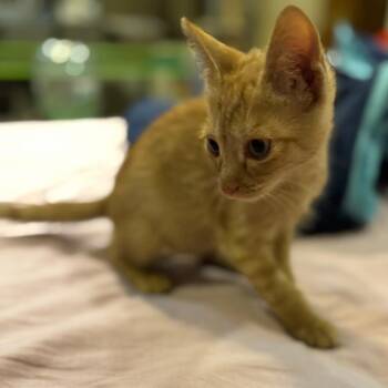 Domestic Short Hair Cats Available for Adoption - Mozart Kuwait | PetCurious