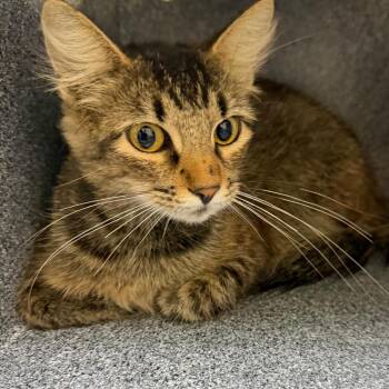 February -  Domestic Short Hair Cat for Adoption in Lake Jackson, Texas - February | PetCurious