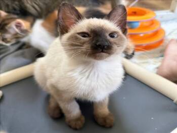 *KITTY PRYDE -  Siamese Cat for Adoption in Woodland, California - *KITTY PRYDE | PetCurious