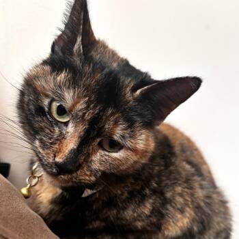 Domestic Short Hair Cats Available for Adoption in Birmingham, Alabama - Sunkist | PetCurious