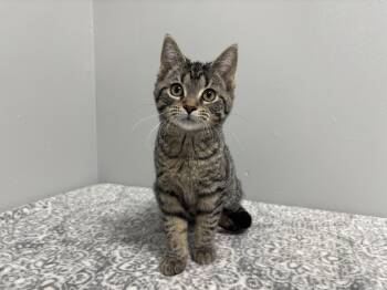 Rescue Domestic Short Hair and American Shorthair Cats for Adoption in Frankfort, Indiana - Lexus | PetCurious