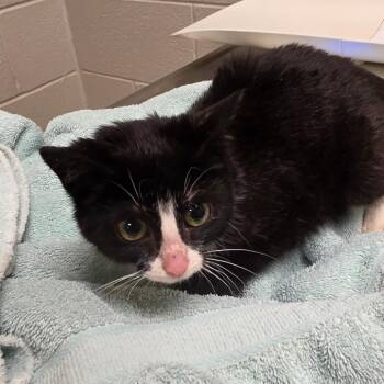 Leanna -  Domestic Short Hair Cat for Adoption in Bristol, Indiana - Leanna | PetCurious