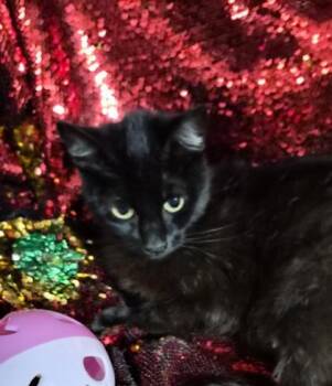 Raven -  Domestic Short Hair Cat for Adoption in Conway, South Carolina - Raven | PetCurious