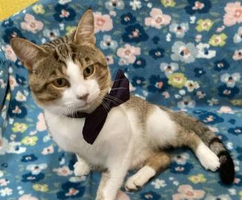 Soka-Needs Foster or Forever Home -  Domestic Short Hair Cat for Adoption in Arlington, Virginia - Soka-Needs Foster Or Forever Home | PetCurious