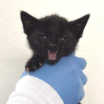 Domestic Short Hair Cats Available for Adoption in Redwood Valley, California - Rowdy | PetCurious