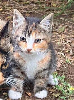 Chrissy -  Domestic Short Hair Cat for Adoption in Cromwell, Kentucky - Chrissy | PetCurious