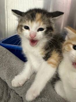 Aphrodite -  Domestic Short Hair Cat for Adoption in Lake City, Arkansas - Aphrodite | PetCurious