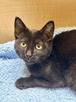Henry -  Domestic Short Hair Cat for Adoption in Fremont, California - Henry | PetCurious