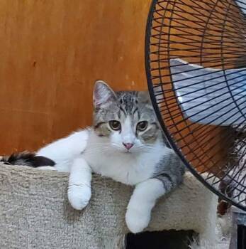 Rescue Domestic Short Hair Cats for Adoption in Sioux City, Iowa - Channing | PetCurious