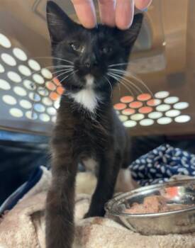 MEOWSICAL -  Domestic Short Hair Cat for Adoption in Louisville, Kentucky - MEOWSICAL | PetCurious