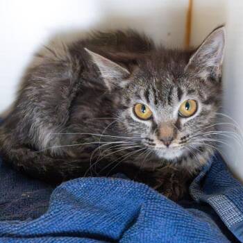 Domestic Short Hair Cats Available for Adoption - Bebop | PetCurious