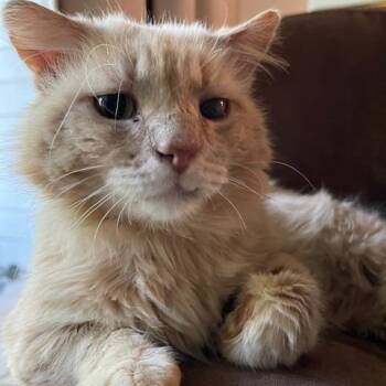 Rescue Domestic Medium Hair Cats for Adoption in Nacogdoches, Texas - MIKE | PetCurious