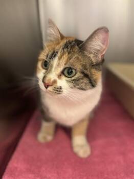 Domestic Short Hair Cats Available for Adoption in West Valley City, Utah - BUG | PetCurious