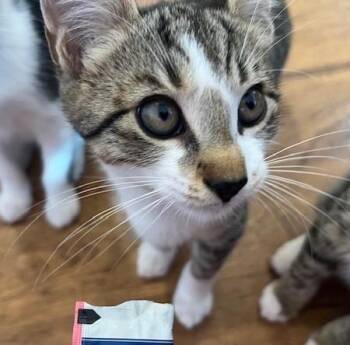 My Mozzie w/video -  Tabby Cat for Adoption in Eagle Point, Oregon - My Mozzie W/video | PetCurious