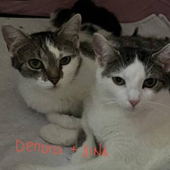 Denora -  Domestic Short Hair Cat for Adoption in Briarcliff Manor, New York - Denora | PetCurious