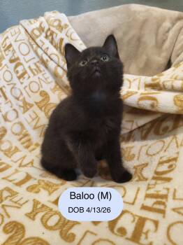 Baloo -  Domestic Medium Hair Cat for Adoption in Vacaville, California - Baloo | PetCurious