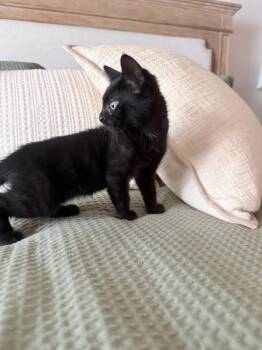 Toasty 5251 -  Domestic Short Hair Cat for Adoption in Bonsall, California - Toasty 5251 | PetCurious