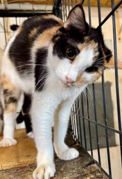 Jupiter -  Calico and Domestic Short Hair Cat for Adoption in New Braunfels, Texas - Jupiter | PetCurious