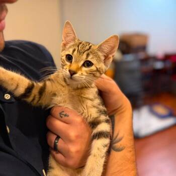 Miracle -  Tabby and Domestic Short Hair Cat for Adoption in Newark, New Jersey - Miracle | PetCurious