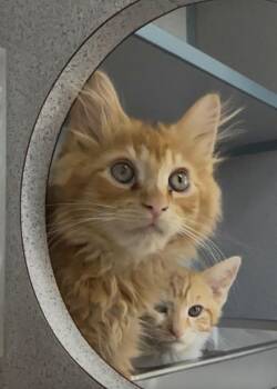 Meli -  Domestic Long Hair Cat for Adoption in Montgomery, New Jersey - Meli | PetCurious