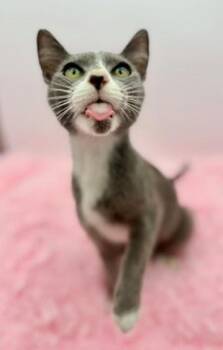 Bluebell -  Russian Blue Cat for Adoption in Covington, Louisiana - Bluebell | PetCurious