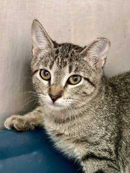 Pearl Snap -  Domestic Short Hair Cat for Adoption in Austin, Texas - Pearl Snap | PetCurious