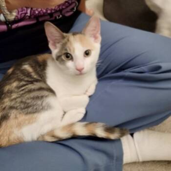 Rescue Domestic Short Hair Cats for Adoption in Mount Laurel Township, New Jersey - Powder Sugar (and Porcelain) | PetCurious