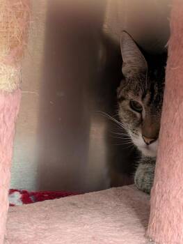 Mayonnaise -  Domestic Short Hair Cat for Adoption in Tucson, Arizona - Mayonnaise | PetCurious