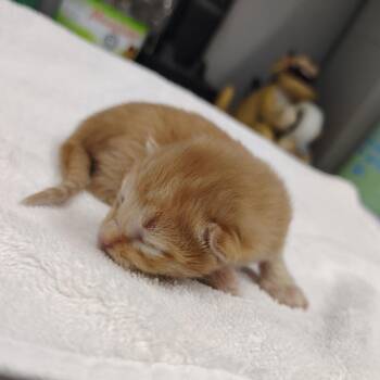 Domestic Short Hair Cats Available for Adoption - CSAS-Stray-764_2 | PetCurious