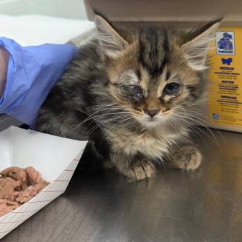Toaster -  Domestic Short Hair Cat for Adoption in Chattanooga, Tennessee - Toaster | PetCurious