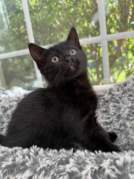 Rescue Domestic Short Hair Cats for Adoption in East Greenwich, Rhode Island - SALEM | PetCurious