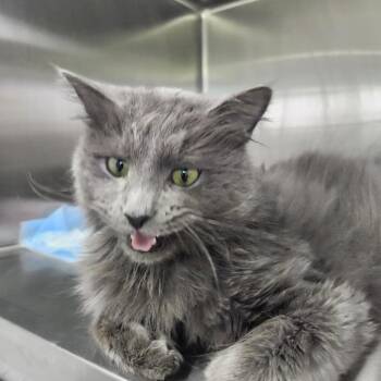 Domestic Long Hair Cats Available for Adoption in La Grange, Kentucky - Elvis | PetCurious