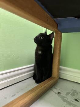 Domestic Short Hair Cats Available for Adoption in Okmulgee, Oklahoma - Onyx | PetCurious