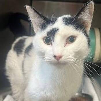 Domestic Short Hair Cats Available for Adoption in Calverton, New York - Moo Moo | PetCurious
