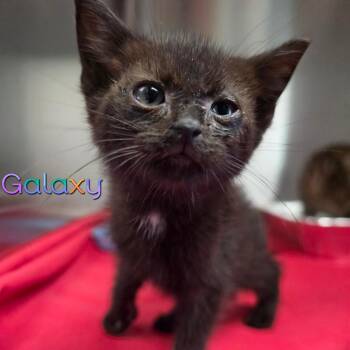Galaxy -  Domestic Short Hair Cat for Adoption in Parkersburg, West Virginia - Galaxy | PetCurious