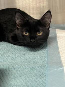 Domestic Short Hair Cats Available for Adoption in Roseville, California - Willow | PetCurious