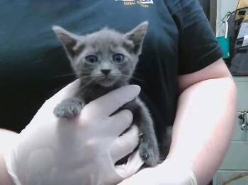 FLIP PHONE -  Domestic Short Hair Cat for Adoption in Tulsa, Oklahoma - FLIP PHONE | PetCurious