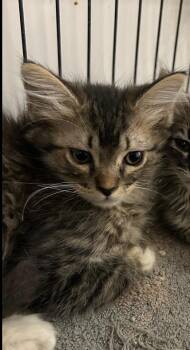 Domestic Long Hair Cats Available for Adoption in Ontario, California - Reese | PetCurious