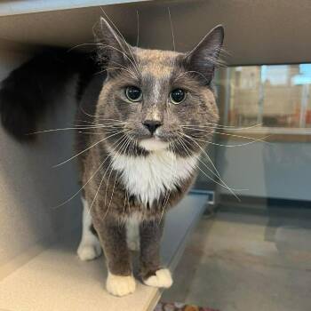 Blue -  Domestic Long Hair Cat for Adoption in Cedar Rapids, Iowa - Blue | PetCurious
