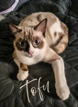 Tofu -  Siamese and Tortoiseshell Cat for Adoption in Monrovia, California - Tofu | PetCurious