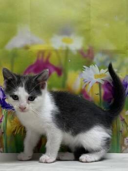 Domestic Short Hair Cats Available for Adoption in San Antonio, Texas - Finn Hudson | PetCurious