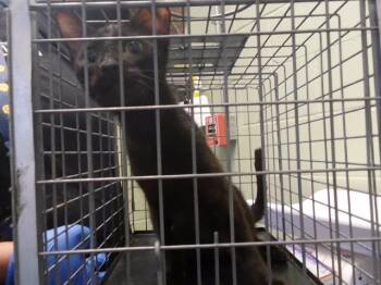HARPER -  Domestic Short Hair Cat for Adoption in Tulsa, Oklahoma - HARPER | PetCurious