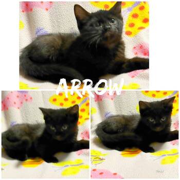 Arrow -  Domestic Short Hair Cat for Adoption in Saint James, Missouri - Arrow | PetCurious