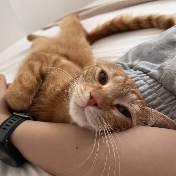 American Shorthair Cats Available for Adoption in New York, New York - TastyKakes | PetCurious