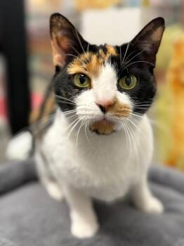 Domestic Short Hair Cats Available for Adoption in St. Cloud, Florida - Ethel | PetCurious