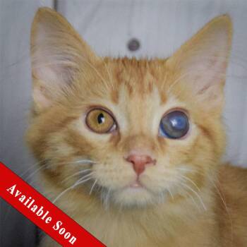 Rescue Tabby and Domestic Medium Hair Cats for Adoption in Huntley, Illinois - Ollie | PetCurious