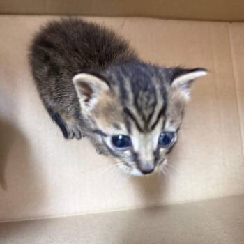 Jerry -  Domestic Short Hair Cat for Adoption in Lake Panasoffkee, Florida - Jerry | PetCurious